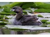 Photo of Podilymbus podiceps